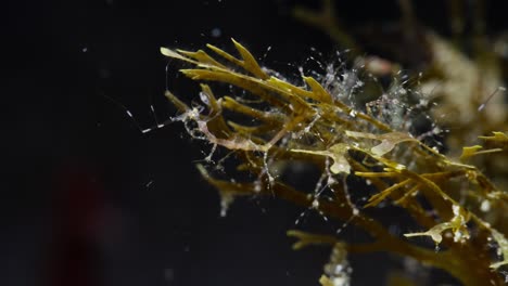 female skeleton shrimp brooding juveniles as they hang onto her