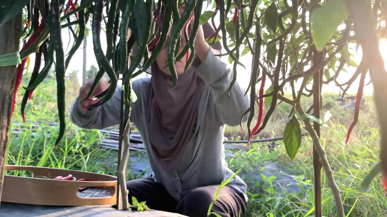 Rekaman close-up 4K genggam seorang petani wanita muda memanen cabai merah matang di pertanian yang cerah. Rekaman pertanian otentik untuk makanan, pertanian organik, dan gaya hidup pedesaan.