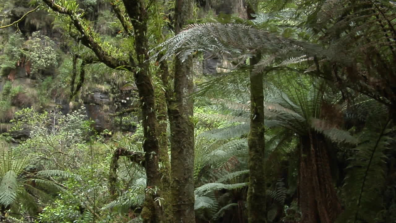 una pequeña cascada cae sobre un acantilado en una jungla