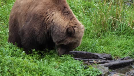 Brown-bear-looking-for-food-in-the-grass-and-scratching-his-face-with-his-paw,-Alaska