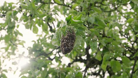 a swarm of honey bees surrounding their hive located high up in a tree