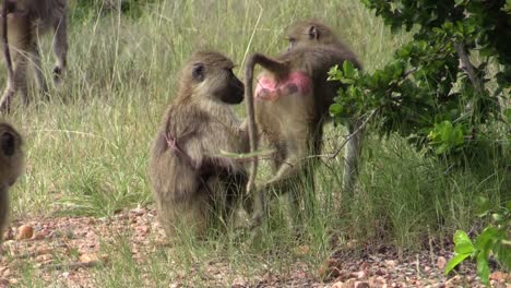troop-of-olive-baboons-in-high-grass,-disappearing-in-the-distance