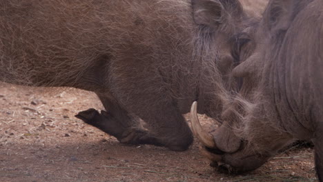 warthogs kneeling to eat food off ground - close up