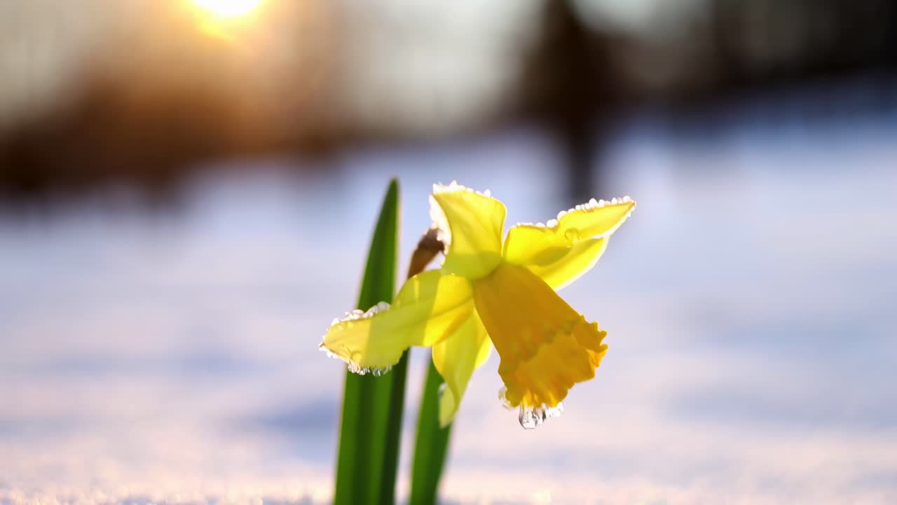 雪中黃色水仙花的特寫，從地面視角拍攝。非常適合自然影片。實時影片