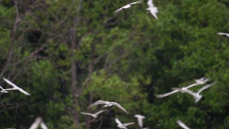 los charranes son aves marinas que se pueden encontrar en todo el mundo en el mar, ríos y otros cuerpos de agua más amplios
