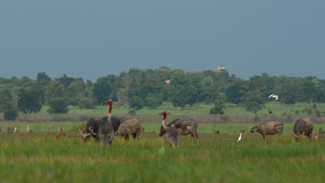 Eastern-Sarus-Crane,-Antigone-antigone-sharpii