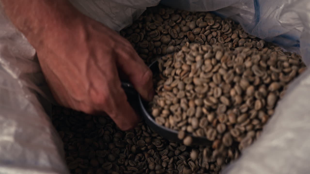 Hand Scooping Green Coffee Beans from a Large Bag