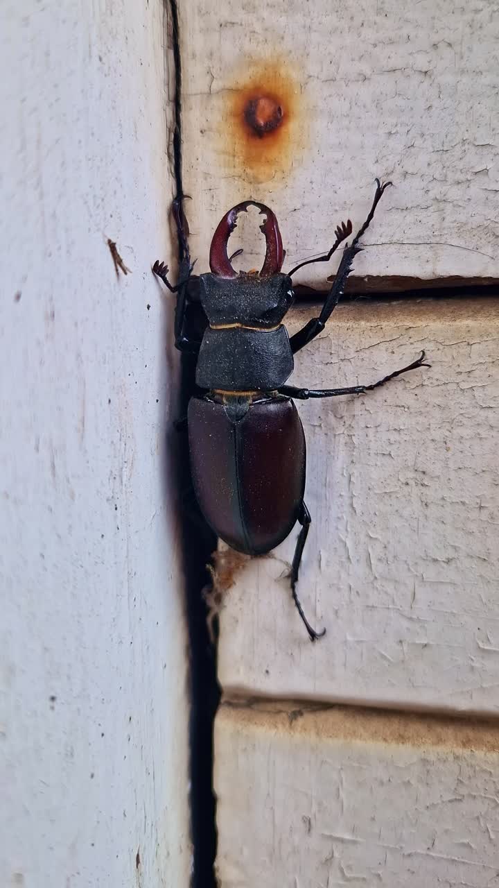 Close-up of a stag beetle on a textured wall, filmed in a steady vertical frame without movement.