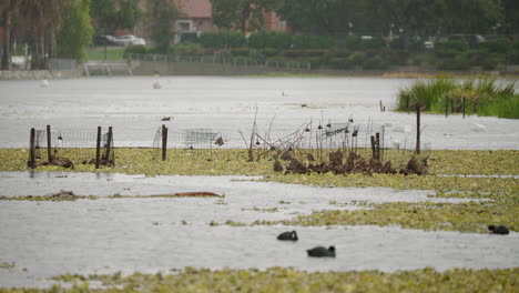 Eine-Totalaufnahme-Von-Regen,-Der-Auf-Den-Echo-Park-Lake-In-Der-Innenstadt-Von-Los-Angeles-Fällt