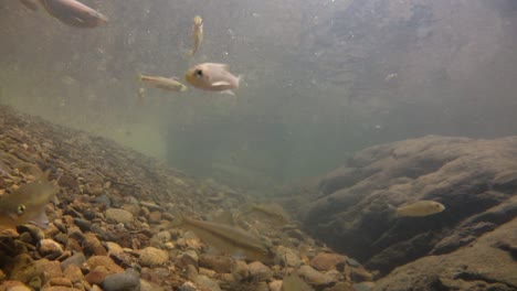 Der-Kaeng-Krachan-Nationalpark-Ist-Die-Heimat-Vieler-Fantastischer-Wildtiere-Und-Die-Bäche-Sind-Eine-Lebensquelle-Für-Frisches-Wasser,-Das-Tiere-Trinken-Und-Fische-Herumschwimmen-Können