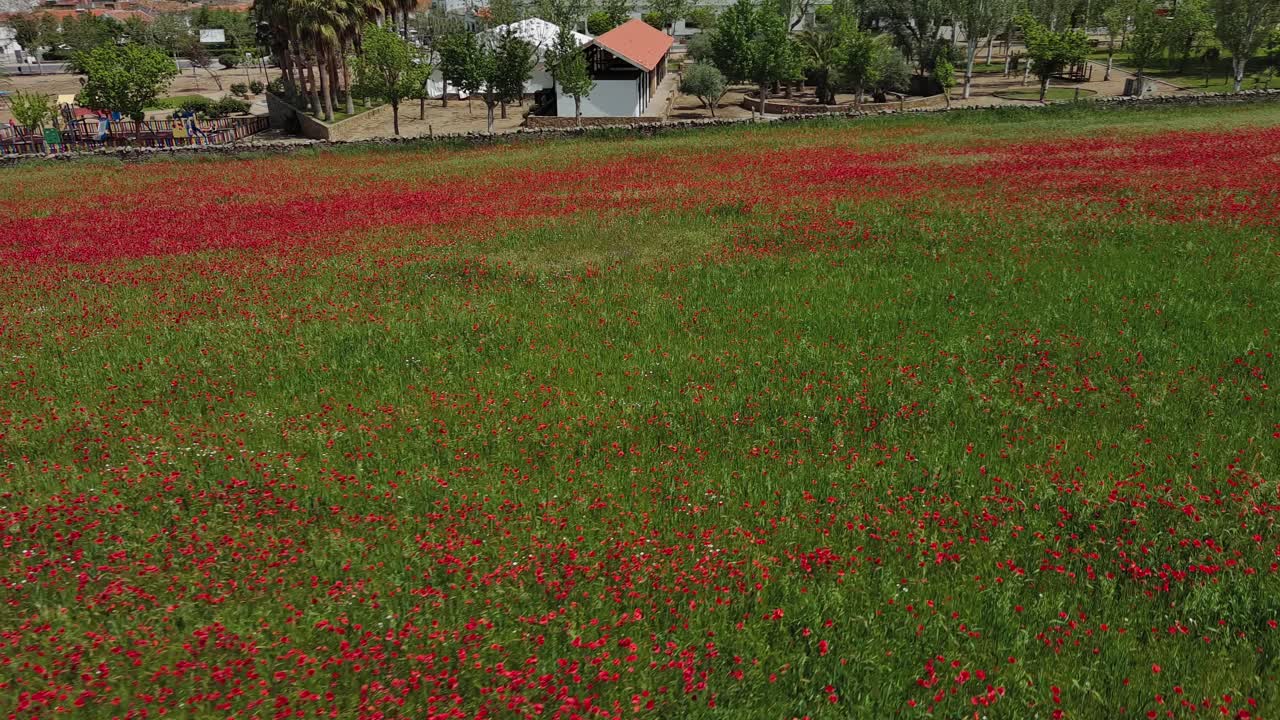 Drone flight over large Field of Red Poppies in Pedroche, Cordoba
