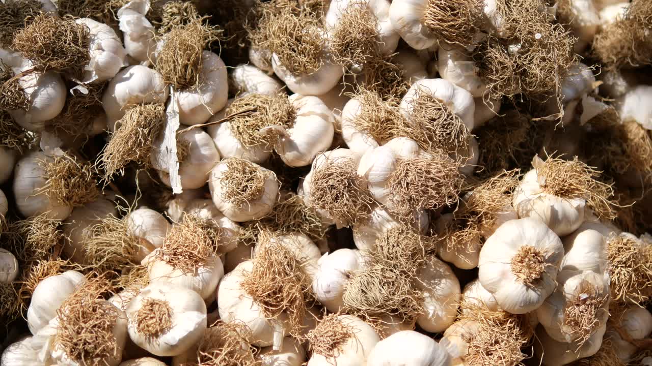 Pile of Fresh Garlic Bulbs with Roots