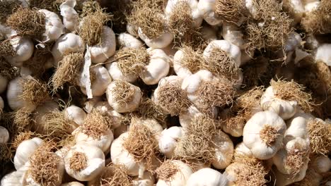 pile of fresh garlic bulbs with roots