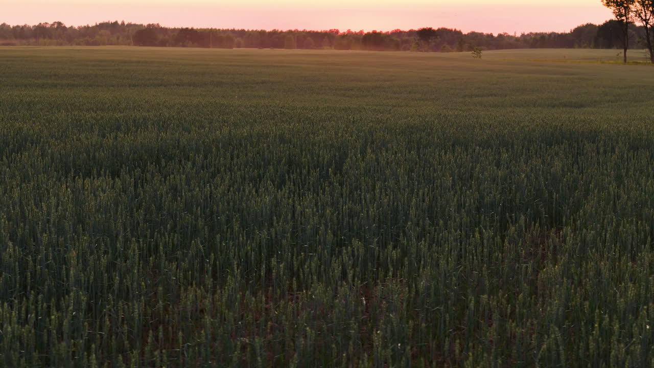 Golden barley field glowing under dramatic sunset light with trees in rural Latvia.
