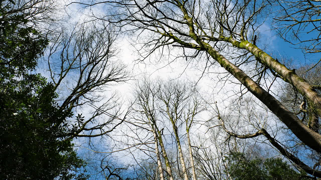 바람에 구부러지는 나무 위에서 높은 하늘의 구름의 타임 스