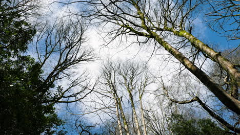 time-lapse of the clouds in the sky, high above the trees bending in the wind