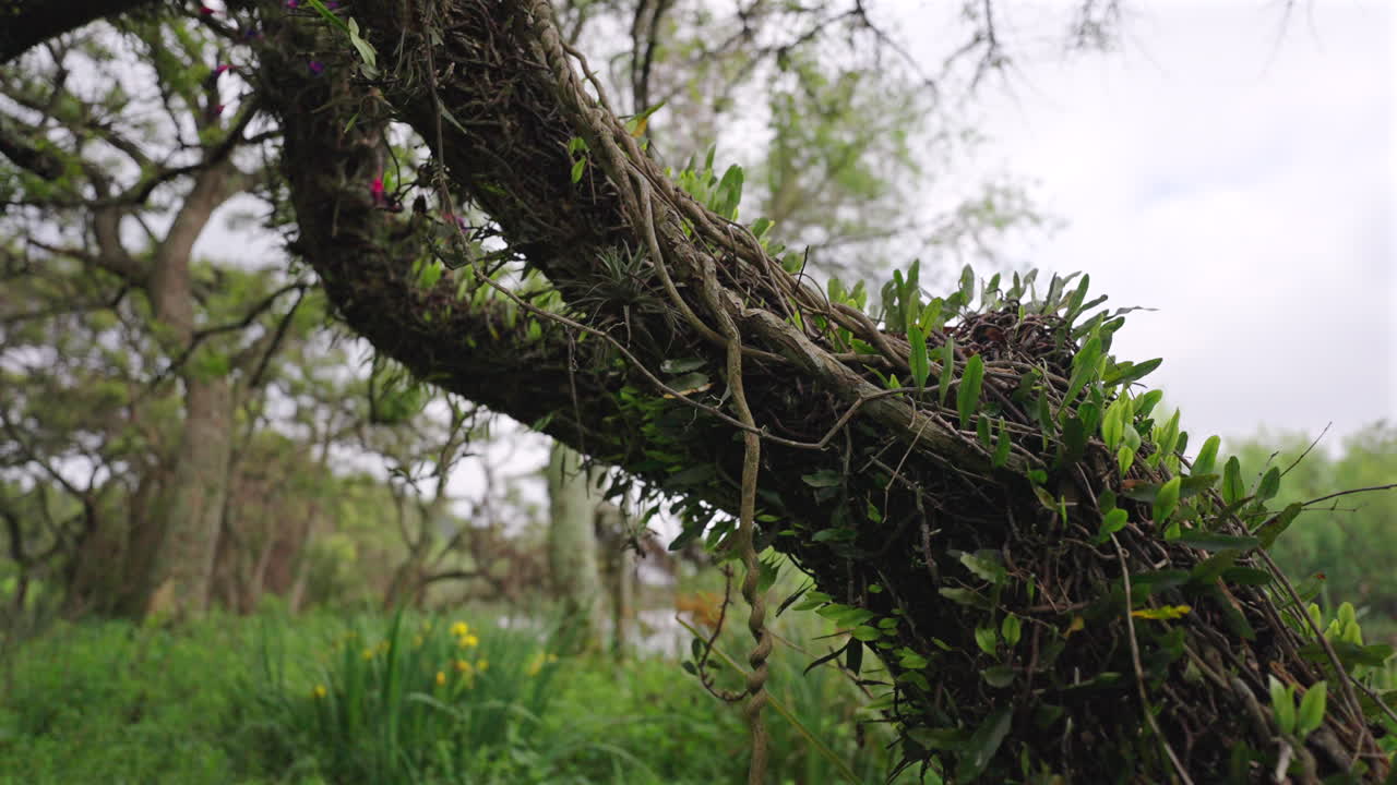 Twisted tree branch covered in moss and epiphytes with natural background.