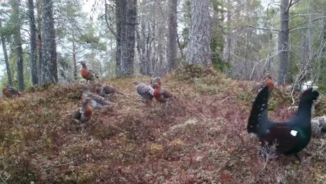 large male western capercaillie struts among hens, spreading feathers and calling to attract mates and deter rivals