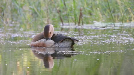 Pfeifende-Ente-Im-Teich-Uhd-Mp4-4k