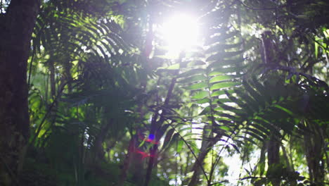 el sol cayendo a través de las hojas de los arbustos verdes y los árboles en la jungla