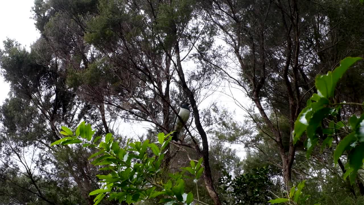 Beautiful native Kererū wood pigeon bird perched in a tree in New Zealand Aotearoa
