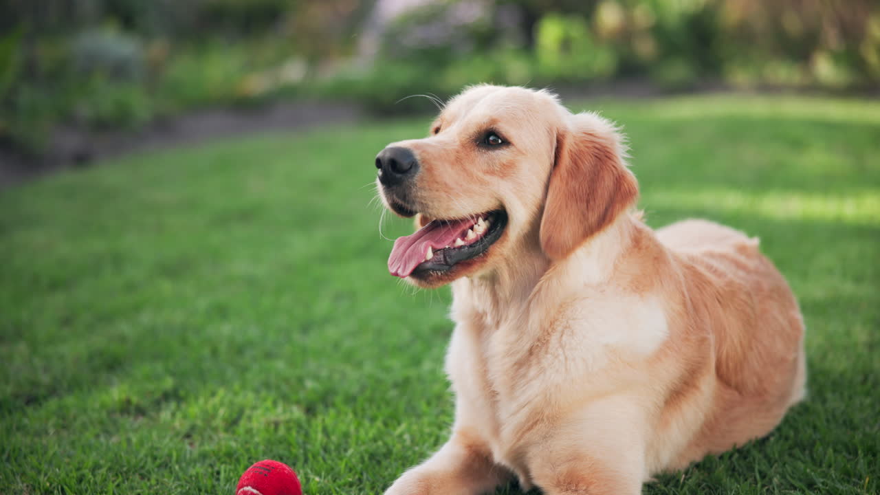 Golden Retriever with a ball on the grass