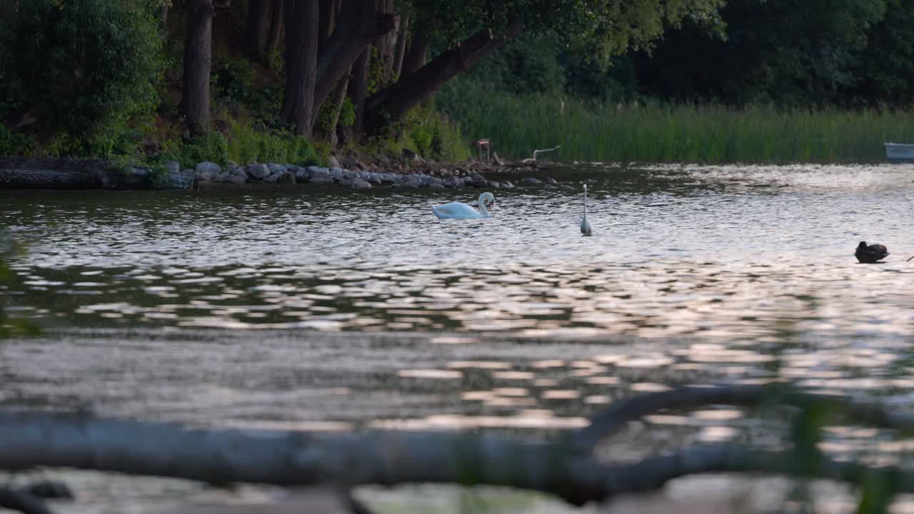 자연 속 의 큰 물체 에 있는 백조, 헤론, 오리