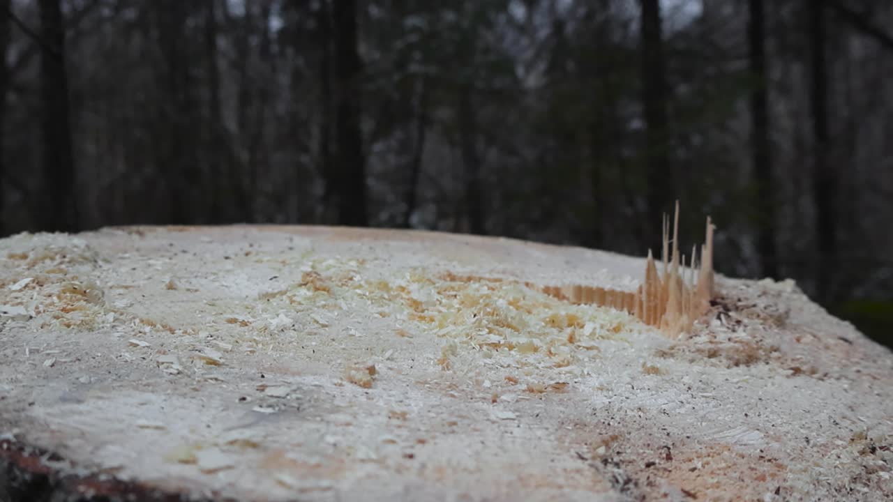 Close up or closeup of a large chainsaw or saw cut tree stump in a forest with saw dust and wood chips on it. Located in the woods or a forest with large trees visible in the background out of focus.