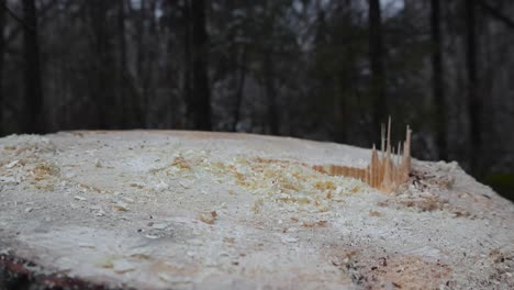 close up or closeup of a large chainsaw or saw cut tree stump in a forest with saw dust and wood chips on it. located in the woods or a forest with large trees visible in the background out of focus.