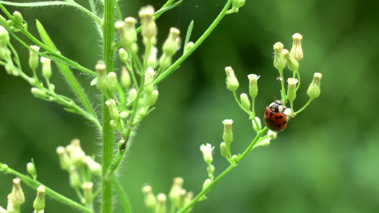 야외에 있는 식물에서 진딧물을 먹는 무당벌레