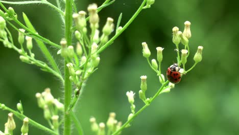 A-ladybug-eating-aphids-off-of-a-plant-in-the-outdoors