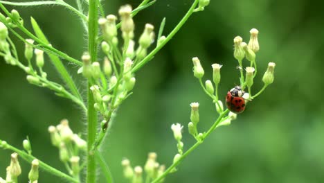 una mariquita comiendo pulgones de una planta al aire libre