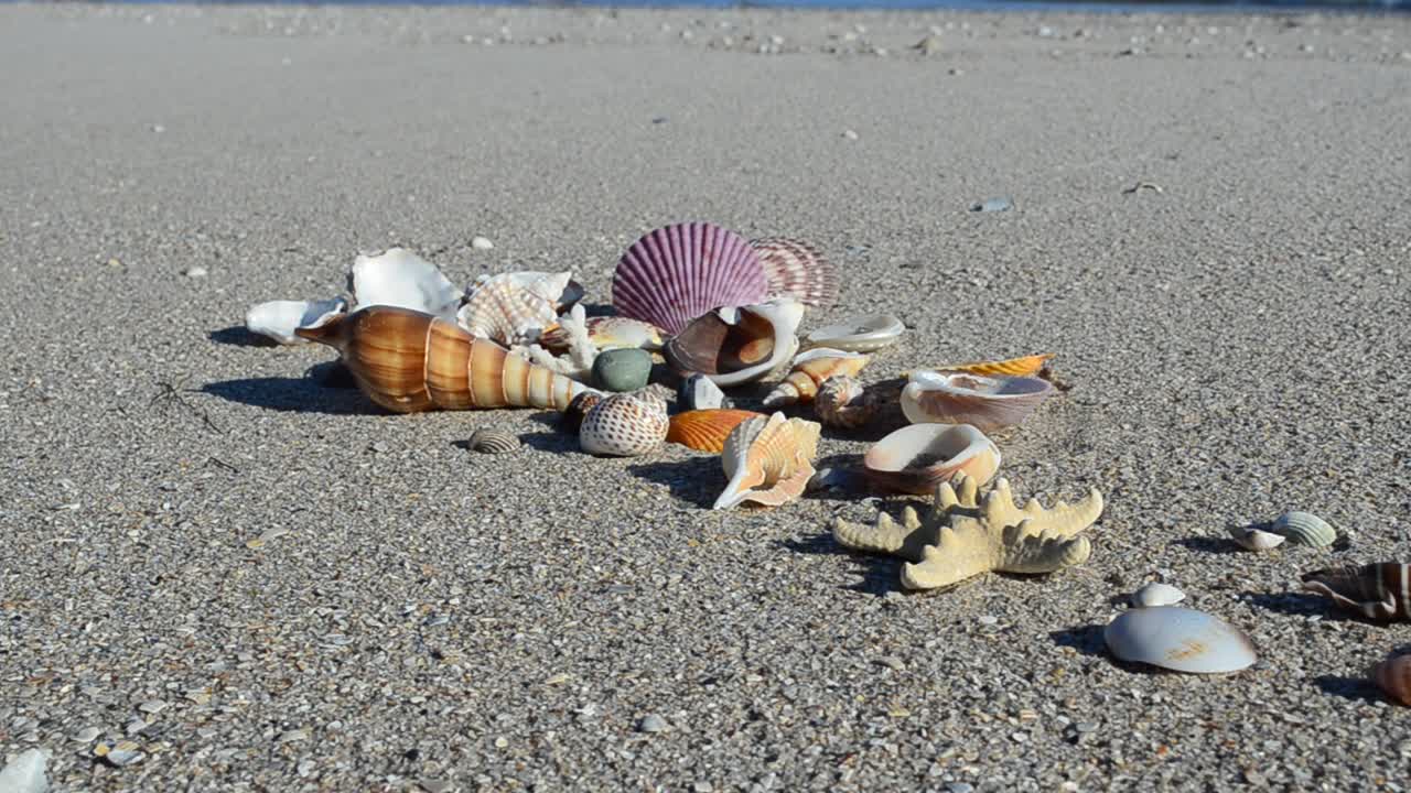 Cockleshells on sand against the background of waves. Shooting on the beach