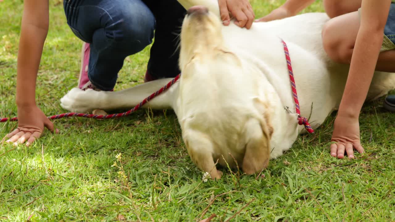 동생 과 여동생 이 개 를  ⁇ 고 있다