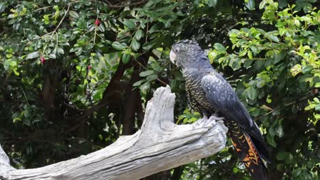 cockatoo interacts with environment on a tree branch