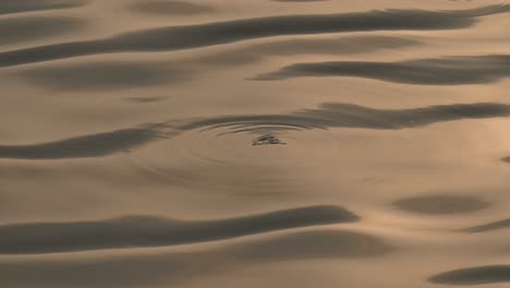 jellyfish swimming slowly on the surface of the sea near the coast of dubai, united arab emirates