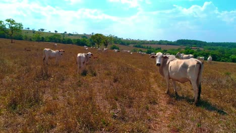 disparo de paralaje orbital alrededor de una vaca parada y pastando con un rebaño en un campo seco