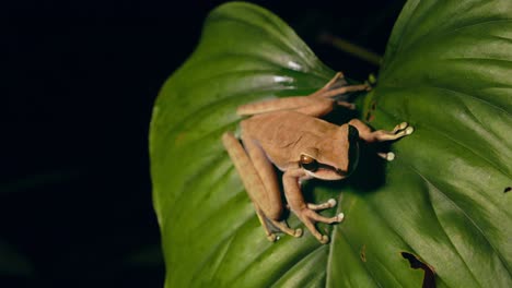 Nahaufnahme-Eines-Braunen-Laubfrosches,-Der-Auf-Einem-Breiten-Grünen-Blatt-Sitzt-Und-Sprungbereit-Ist