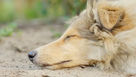 Rough-Collie-Schläft-Draußen-Auf-Dem-Boden,-Nahaufnahme