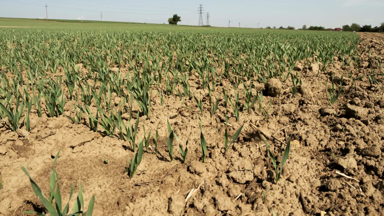 trigo verde pequeño junto al suelo arado