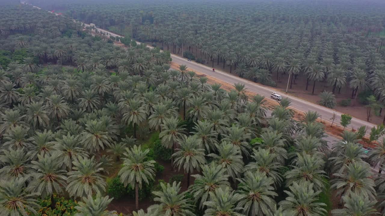 Palm Oil Tree Plantation view from above in khairpur sindh