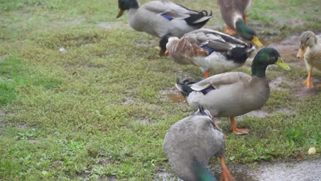 algunos patos reales bebiendo agua sucia del suelo bajo la lluvia