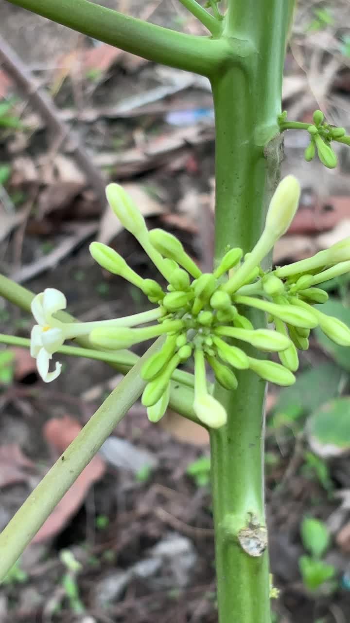 Primer plano de una planta de papaya con capullos de flores verdes y una flor blanca.