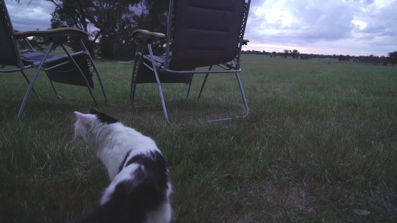 White Cat being cautious while camping and sniffing the grass