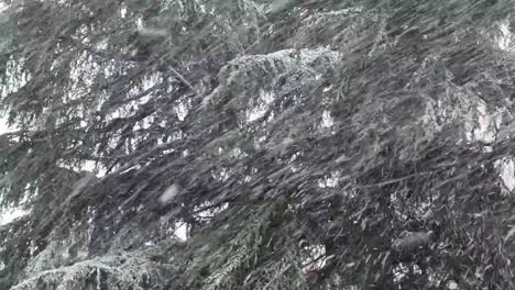 fir trees under a snowstorm in christmas time