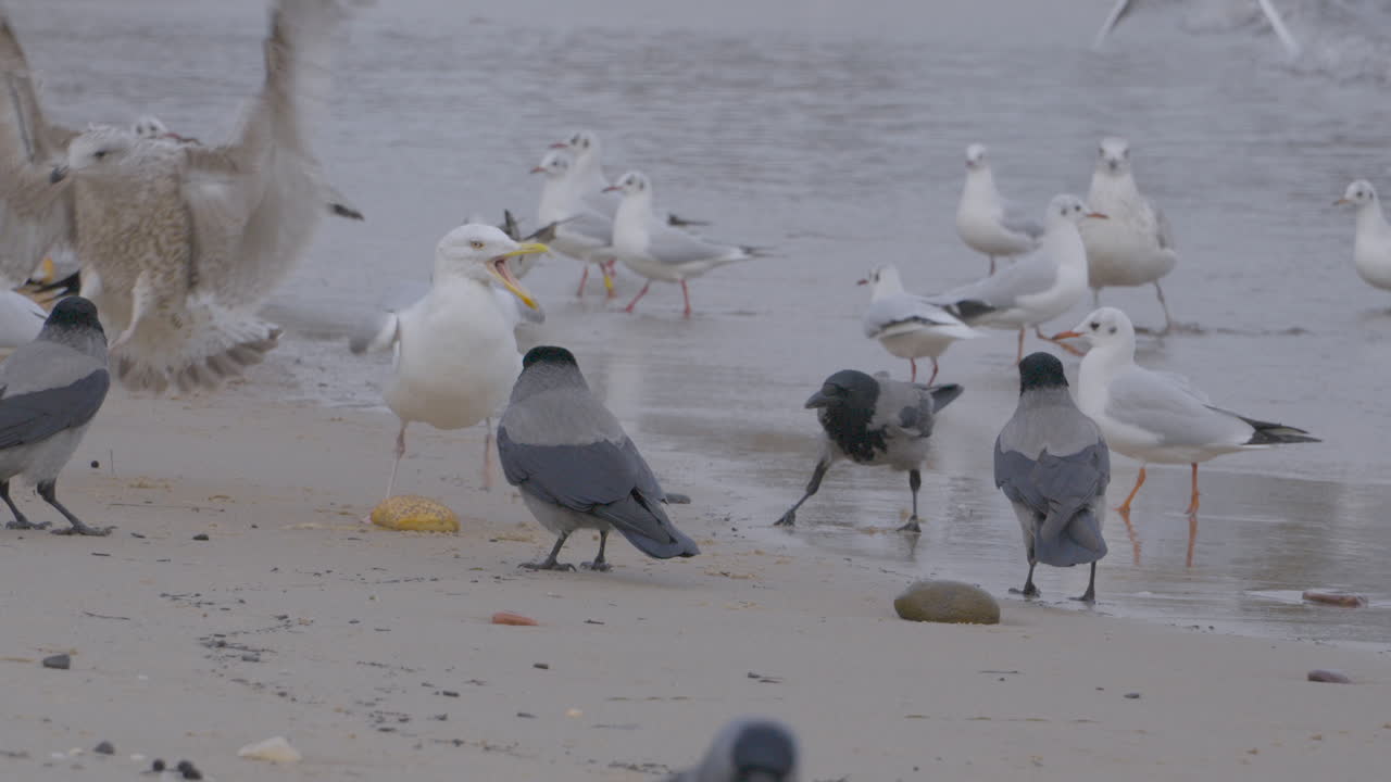 vista panorámica de las aves marinas con gaviotas en la orilla del mar de la playa de redlowo, gdynia, polonia