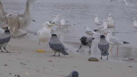 Vista-Panorámica-De-Las-Aves-Marinas-Con-Gaviotas-En-La-Orilla-Del-Mar-De-La-Playa-De-Redlowo,-Gdynia,-Polonia