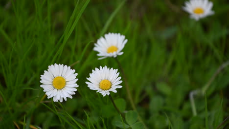 daisies