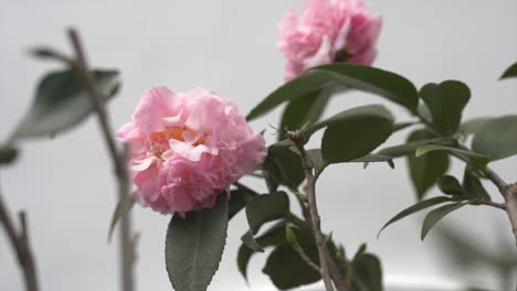 Hermosa-Flor-Dentro-De-La-Olla-Bajo-La-Mañana-De-Invierno