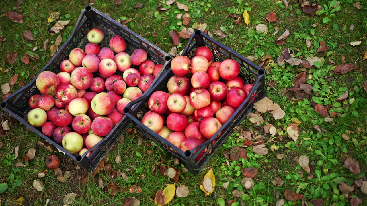 Fresh red apples picked up from trees in three boxes standing on the grass. Fruit from new harvest in the garden. Top view.